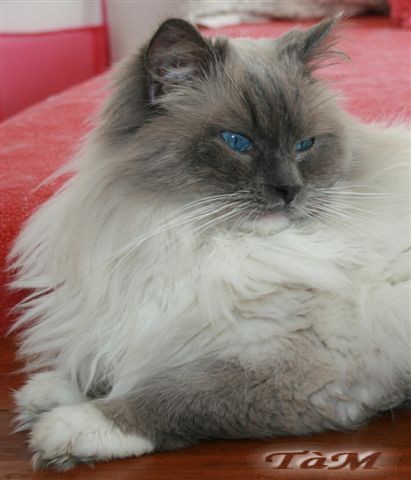Sky ragdoll bleu ganté